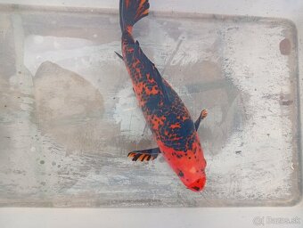 Koi kapre - 3