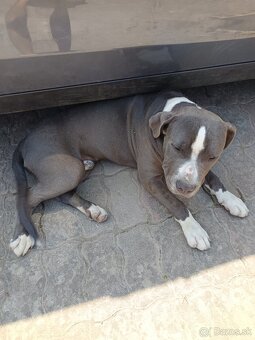 Staffordshire terrier - 3