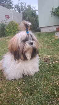 Psík shih tzu s Pp / shi-tzu / shi tzu /shitzu - 3