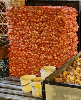 Predám cibuľu na uskladnenie 2,5€/5kg - 3