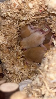 🐹 Darujeme mláďatá pieskomilov (odber o 3–4 týždne) - 3