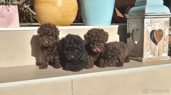 Pudel Toy Pudel pudlík - 3