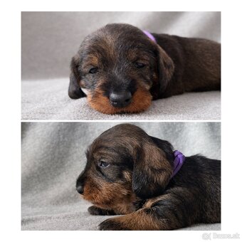 Jazvečík hrubosrstý s PP - 3