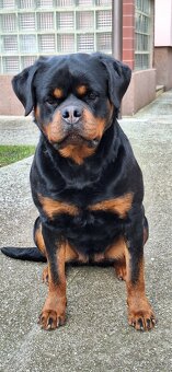 Steniatka rottweilera,rotvajlera,rtw,rotty s PP - 3