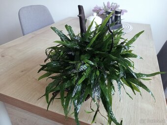 Microsorum rastlina - 3
