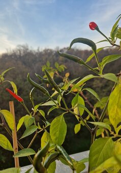 Thajské chilli - 3