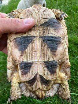 Testudo Marginata - samicka - 3