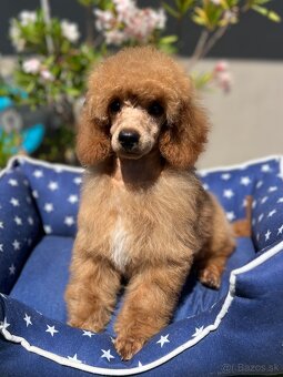 Pudel, pudla, poodle Puppy - 3