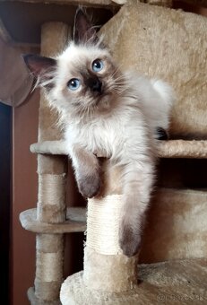 Mačiatko ragdoll - kocúrik - 3