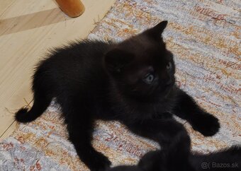 Britský kocúrik - 3