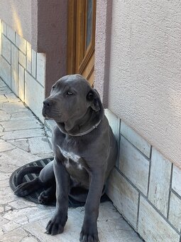 Predám šťeňa Cane Corso - 3