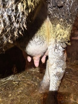 Predám kravu po otelení - 3