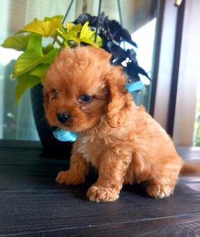 Cavapoo - 3
