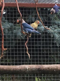 Agapornis škraboškový - 3