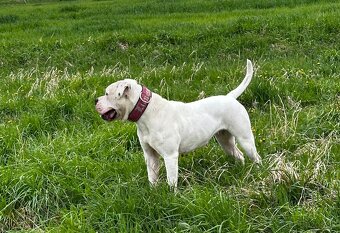 Americky buldog s pp - 3