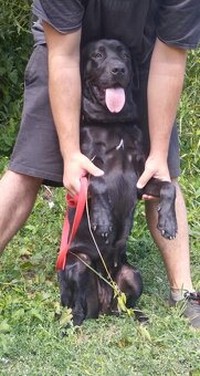 Darujem veselú rodinnú sučku Auru - mix labrador - 3