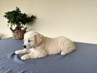 Zlatý retriever - Šteniatko - 3