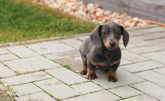 jazvečík trpaslici - 3