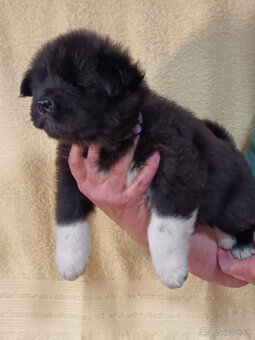 prodám Štěňata Americká Akita s PP - 3