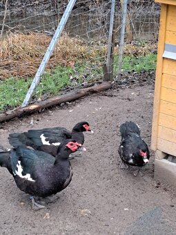 Kačica pižmová - 3