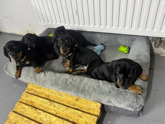 Jazvečík kratkosrstý - 3