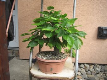 bonsai,bonsaj-hrab 13 - 3