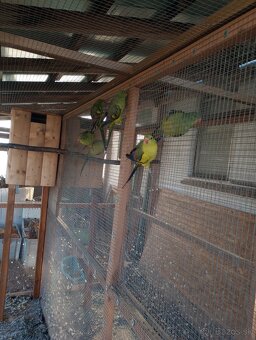 Predám papagáje horské - 3