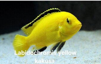 Africké cichlidy - 3