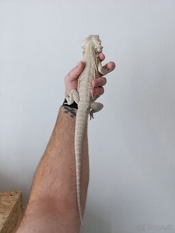 Agama Bradatá - 3