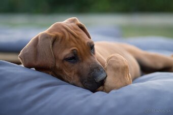 Rodézsky ridgeback šteniatko psík s PP ihneď k odberu - 3