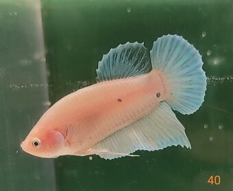 Bojovnica pestra long tail, shorttail,samec - 3