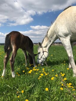 Angloarabská princezna - 3