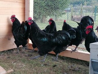 Australorpka čierna - kohút - 3