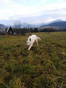 Biely švajčiarský ovčiak - 3