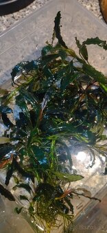 Akvarijne rastlinky z prestrihu - 3