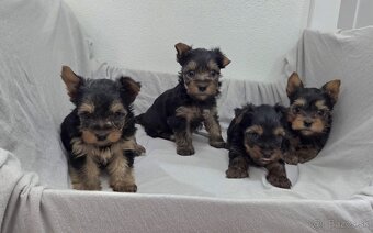 Yorkshirsky terier - 3