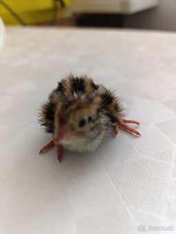 Japonské prepeličky - 3