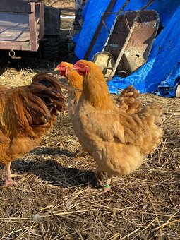 Oravka žltohnedá- násadové vajíčka - 3