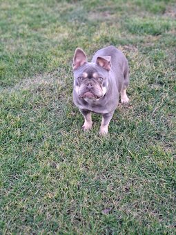 Francúzsky buldoček blue tan sučka - 3