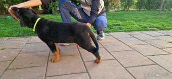 Predam steniatko Rottweilera, rotvajlera, rottvajlera,rotti, - 3