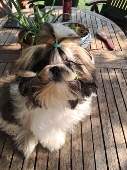 Shih tzu s PP / shi-tzu / shihtzu - 3