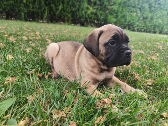 Bullmastiff - 3