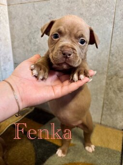 American Bully - 3