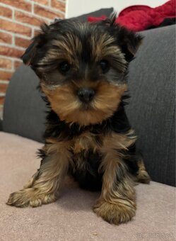 Yorkshire terrier - 3
