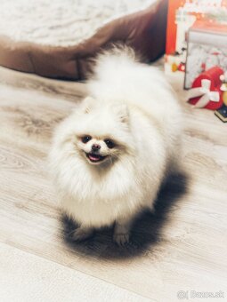 Pomeranian - 3