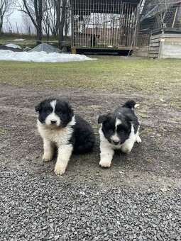 Predám šteniatka - 3