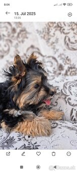 Yorkshire Biewer Terrier - 3
