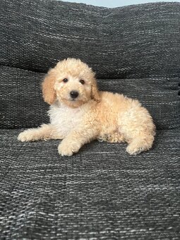 Pudel Toy/trpaslik - 3