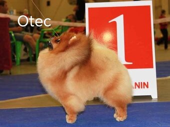 Predám fenku pomeranian - 3