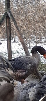 Landeské husi a gunáre - 3